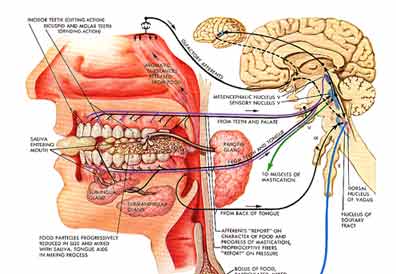 Die Beziehung vom Mund zum Gehirn und dann zum Darm sind sehr eng!